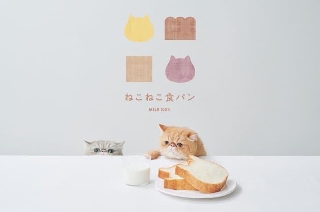 Neko Neko Cheesecake - Adorable Cat Cake