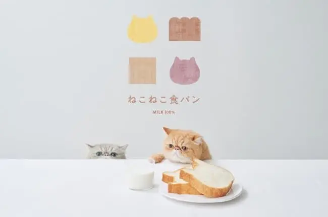 Neko Neko Cheesecake - Adorable Cat Cake