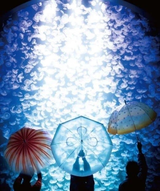 【YOU+MORE】3款唯美水母雨傘 日本精品店聯乘水族館推出
