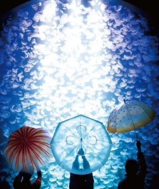【YOU+MORE】3款唯美水母雨傘 日本精品店聯乘水族館推出