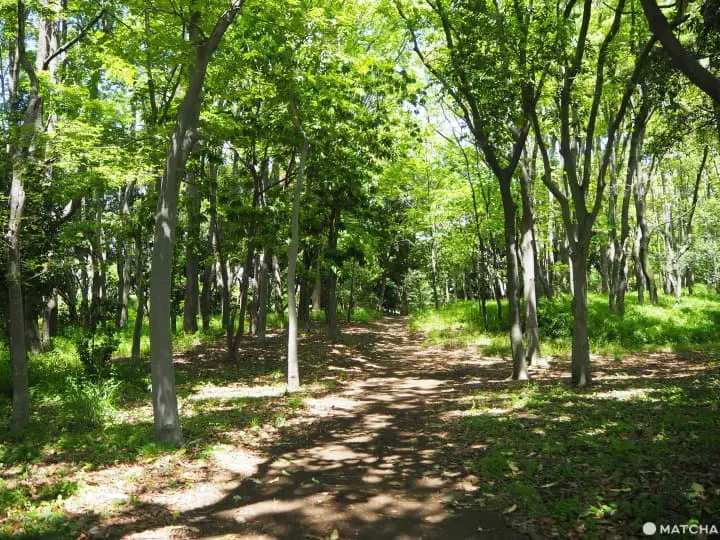 Best Places To Run In Tokyo (That Aren’t The Imperial Palace) 