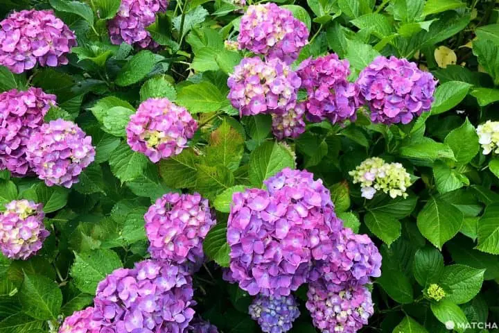hydrangeas in japan