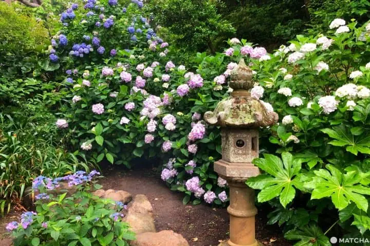 hydrangeas in japan