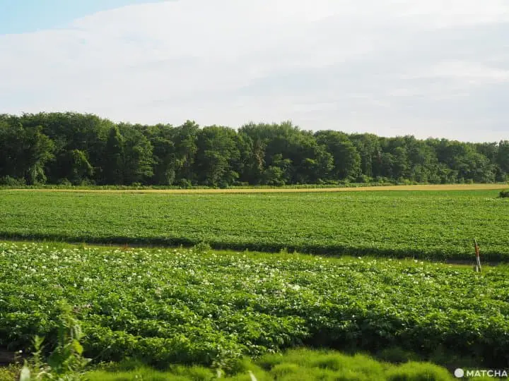 【北海道 斜里】老舊陶藝教室的氣味,田園間的「陶房咖啡」