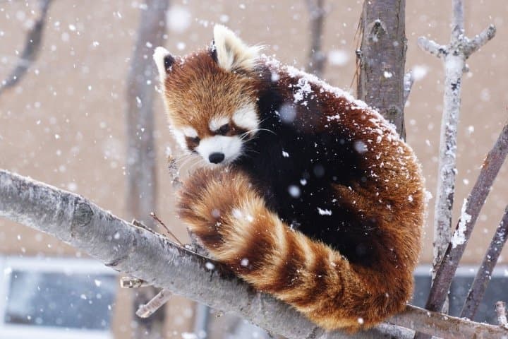 圓山動物園