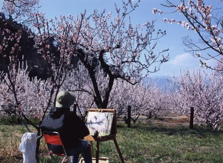 アプリコ　あんず