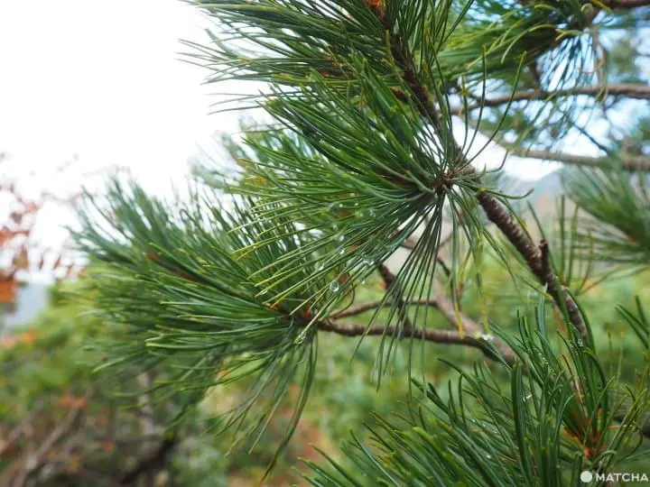 【北海道 道東】抓住紅葉之秋，藻琴山登山足湯半日遊