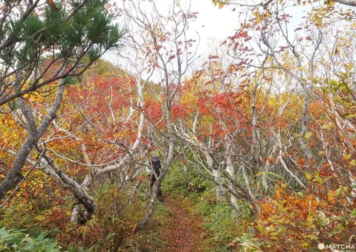 【北海道 道東】抓住紅葉之秋，藻琴山登山足湯半日遊