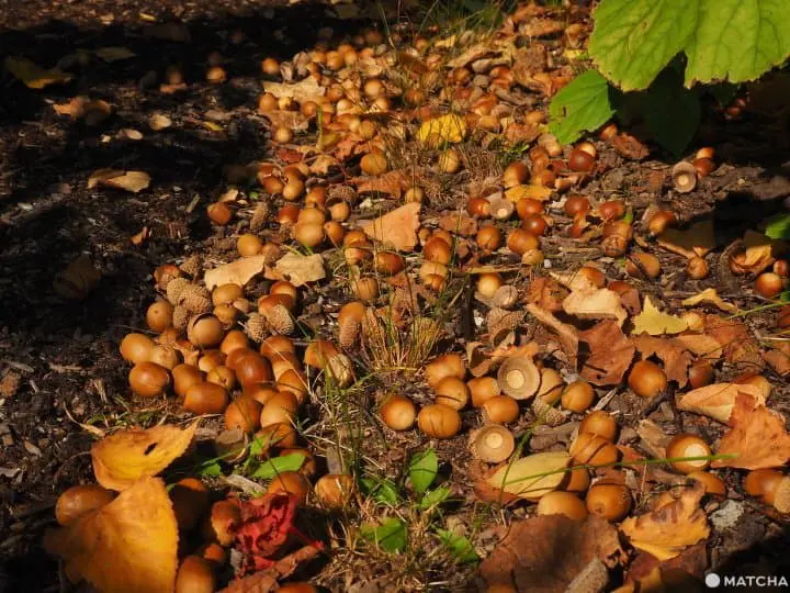 【北海道 道東】抓住紅葉之秋，藻琴山登山足湯半日遊