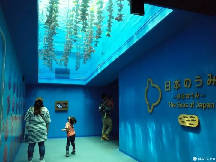仙台水族館親子行程日本海