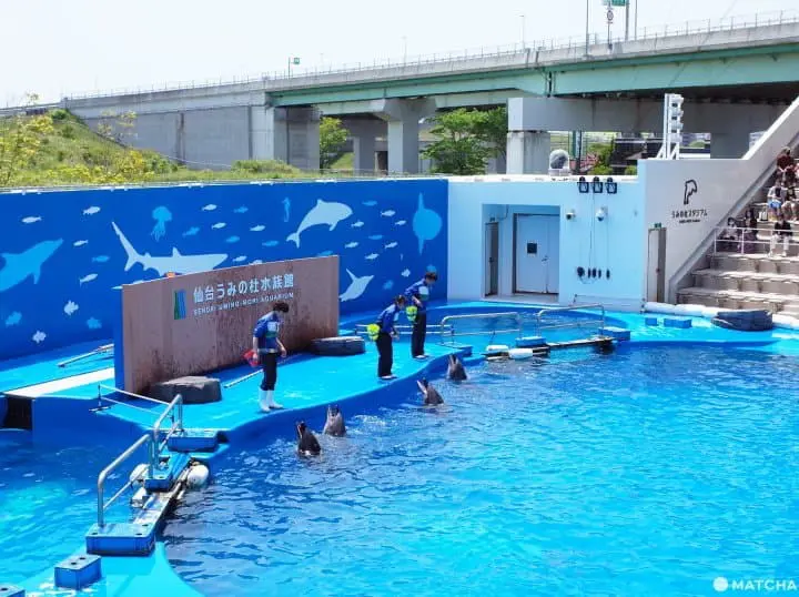 仙台水族館海豚海獅表演