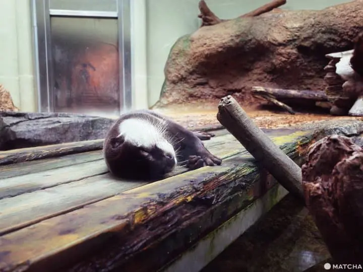 仙台水族館世界海洋動物