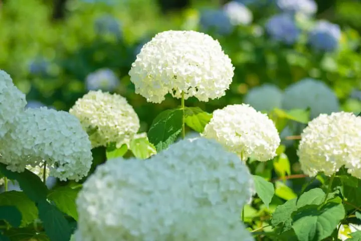 繡球花？紫陽花？