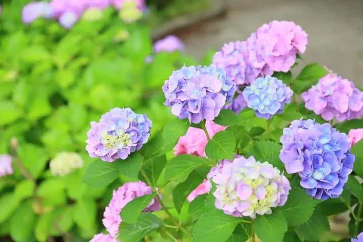 繡球花？紫陽花？