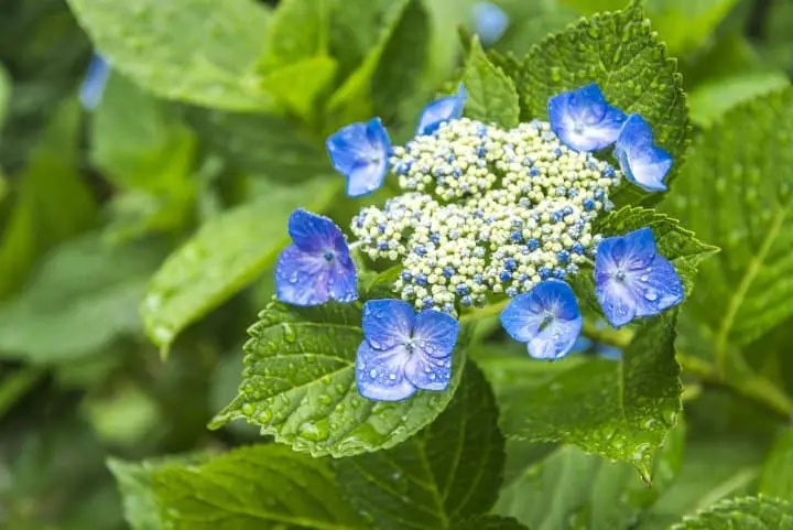 繡球花？紫陽花？