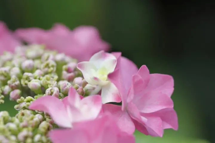 繡球花？紫陽花？