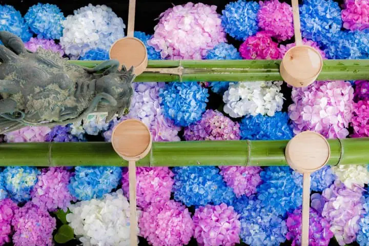 繡球花？紫陽花？