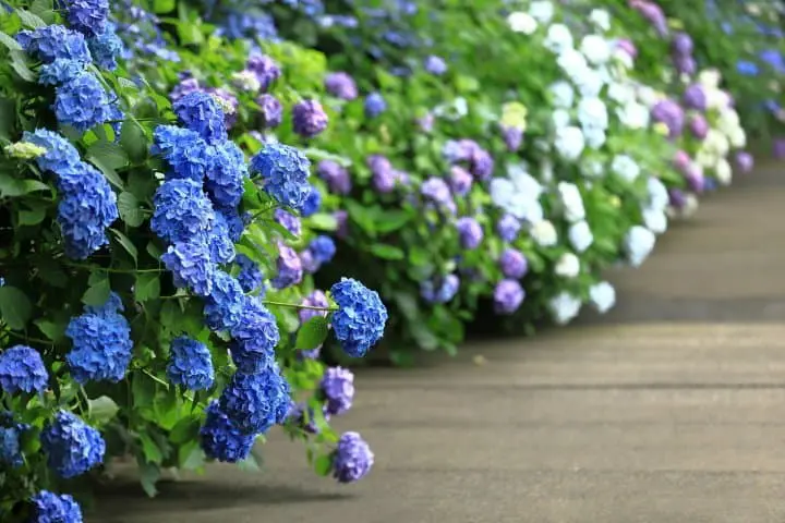 繡球花？紫陽花？