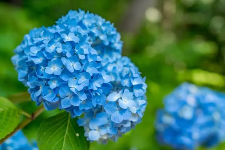 繡球花？紫陽花？