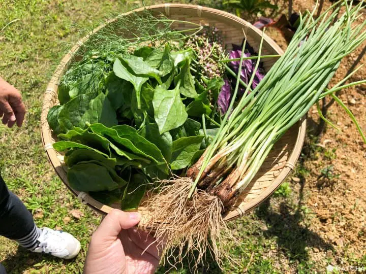 跟石垣島農家學做農家料理 自己採摘自己烹調豐富午餐