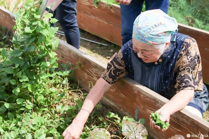 跟石垣島農家學做農家料理 自己採摘自己烹調豐富午餐