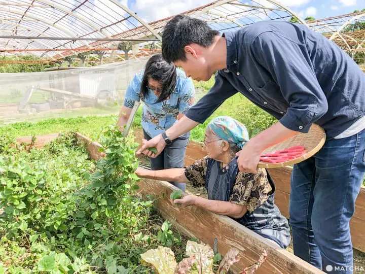 跟石垣島農家學做農家料理 自己採摘自己烹調豐富午餐