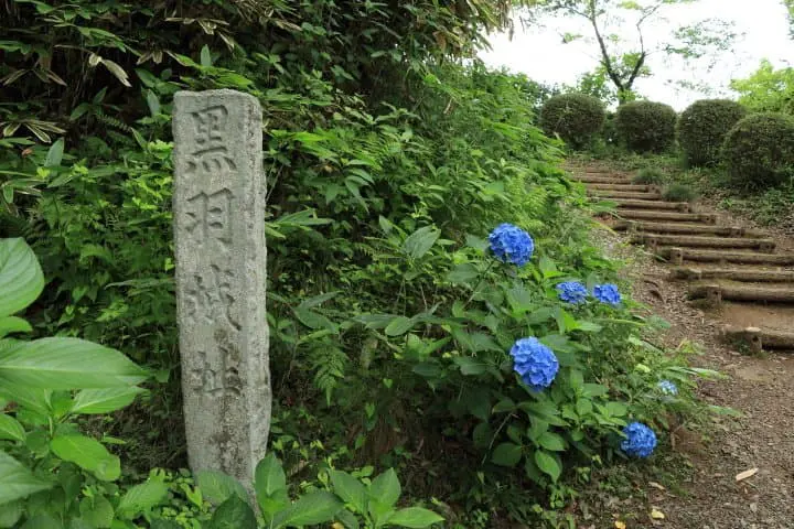 kurobane castle and hydrangeas