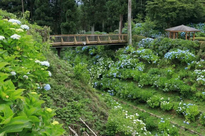 kurobane castle and hydrangeas