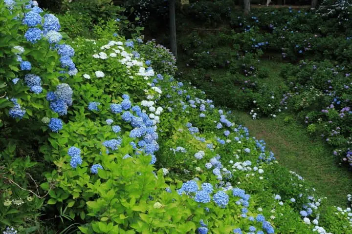 Hydrangea Festival: The Magical Flowers at Kurobane Castle 