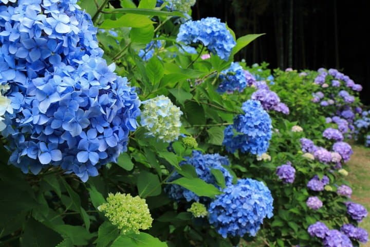 Hydrangea Festival: The Magical Flowers at Kurobane Castle