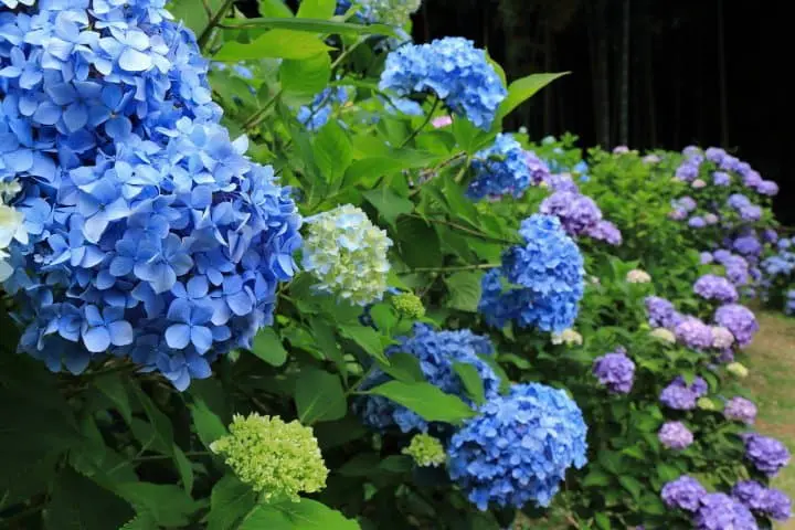 Hydrangea Festival: The Magical Flowers at Kurobane Castle 