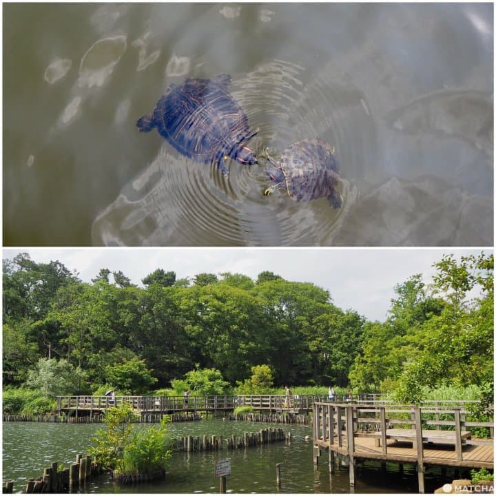 Senzokuike - Tokyo's Hidden Gem With A Rich History
