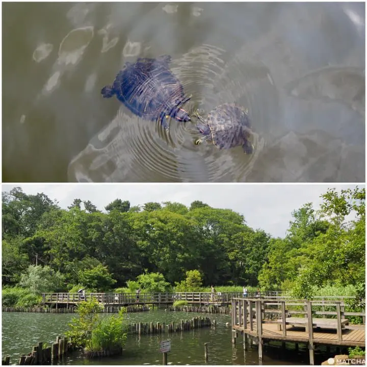 Senzokuike - Tokyo's Hidden Gem With A Rich History 