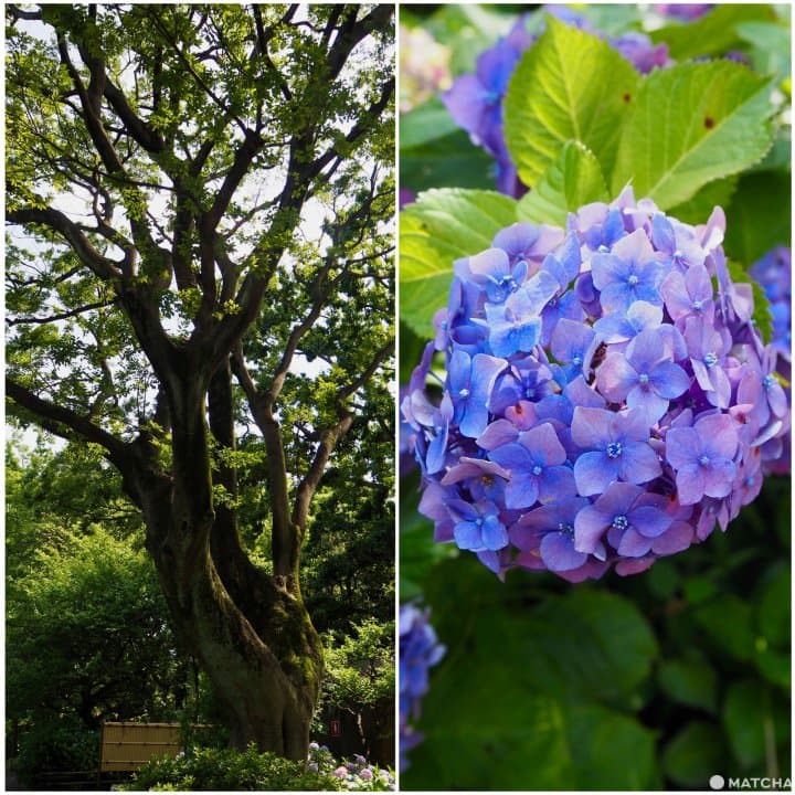 senzokuike tree