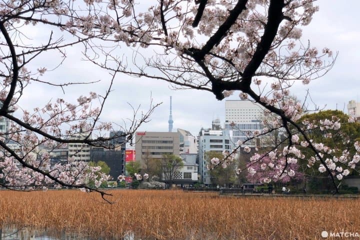 Shinobazu Pond
