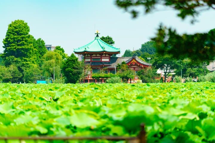 shinobazu pond