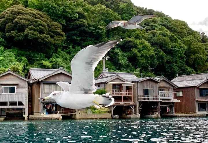 與海洋共生的漁村「伊根町」
