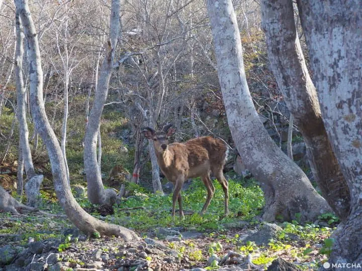【北海道 羅臼】自然與溫泉的雙重饗宴，羅臼滿喫行程推薦
