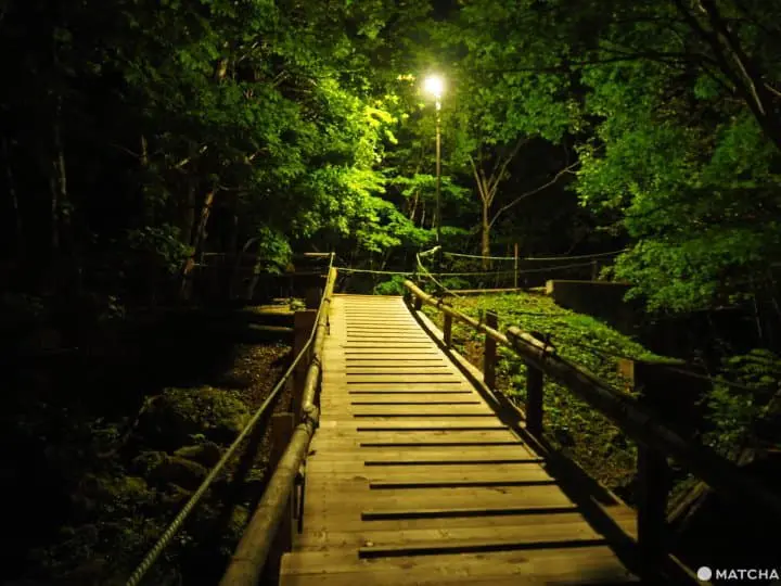 【北海道 羅臼】自然與溫泉的雙重饗宴，羅臼滿喫行程推薦