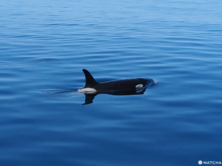 【北海道 羅臼】自然與溫泉的雙重饗宴，羅臼滿喫行程推薦