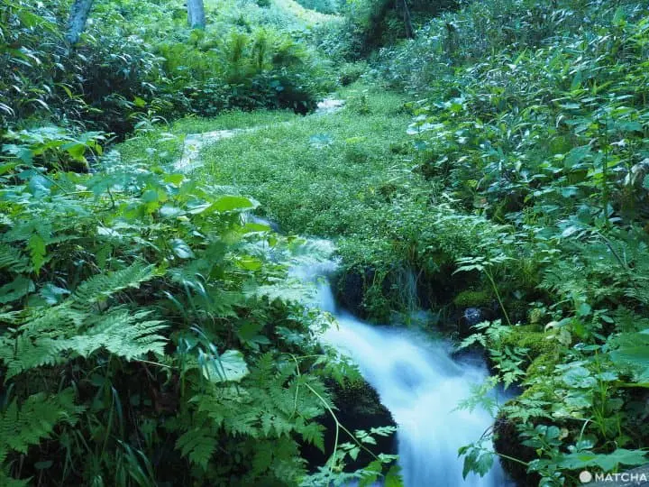 【北海道 羅臼】自然與溫泉的雙重饗宴，羅臼滿喫景點推薦