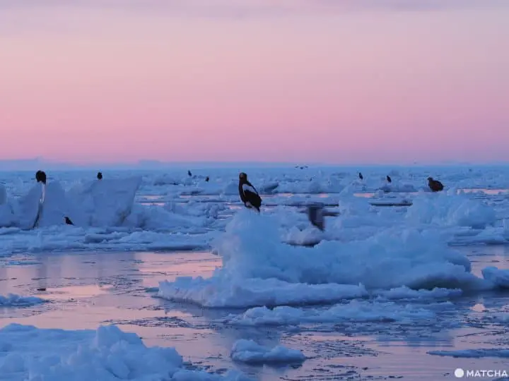 【北海道 羅臼】自然與溫泉的雙重饗宴，羅臼滿喫景點推薦