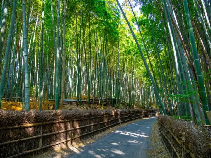 向日市向日市竹の道