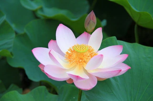 Splendid World Heritage Sites! Explore Historic Buddhist Sites In Hiraizumi, Iwate