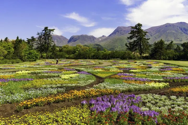 大分九重花公園