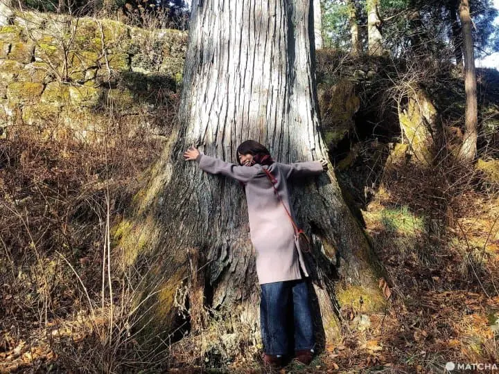 Treehugger