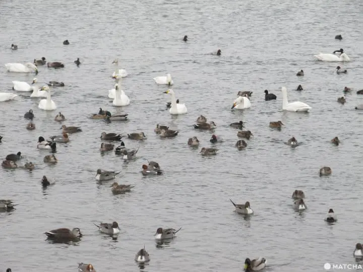 Lake Suwa: A Trip For All Seasons And Five Other Worthwhile Nearby Sites