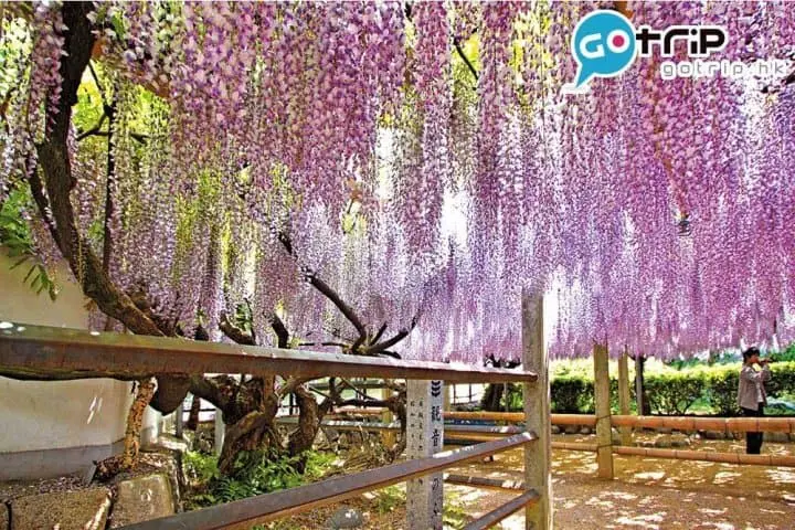 四國好去處｜40個最強超美打卡四國景點懶人包