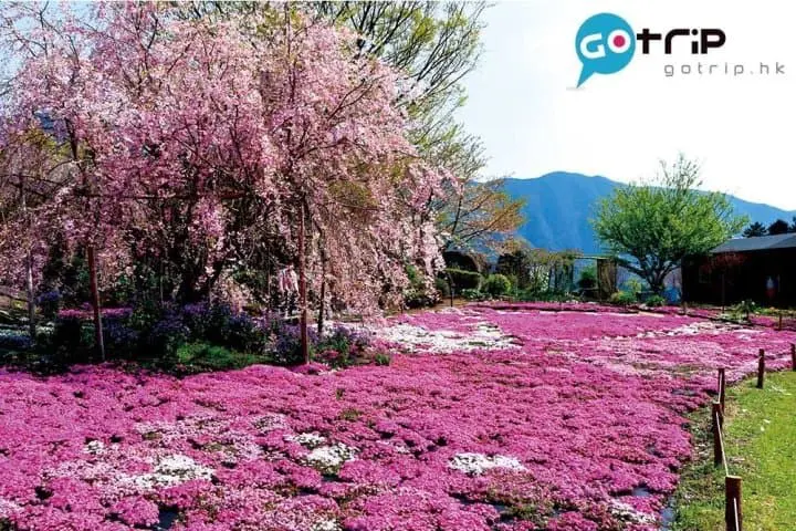四國好去處｜40個最強超美打卡四國景點懶人包