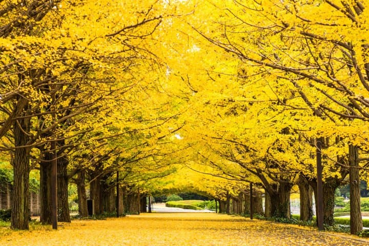 Showa Memorial Park